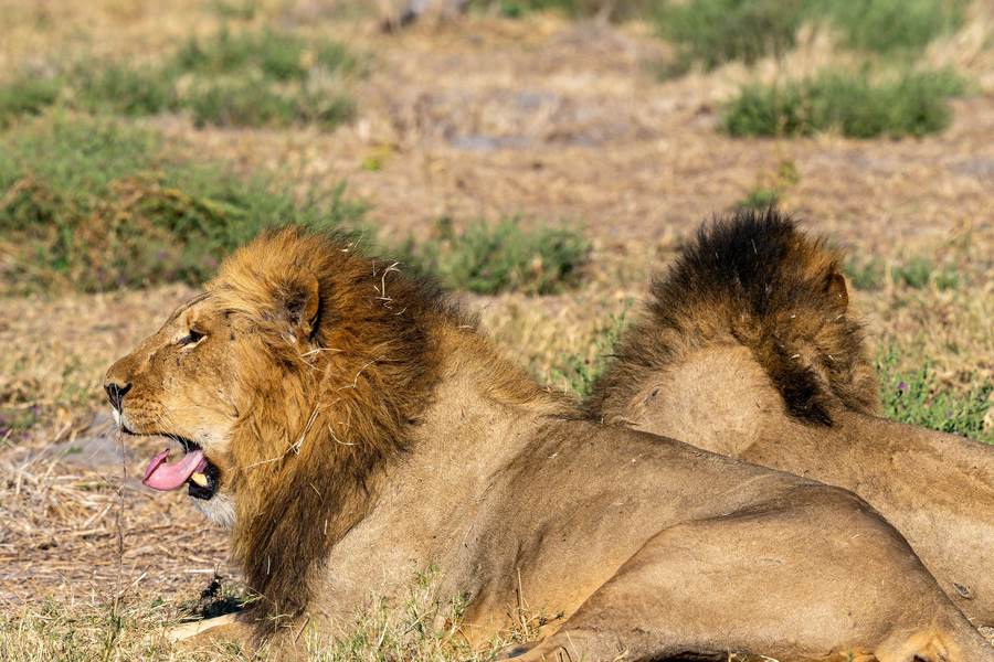 Safari & Wildlife